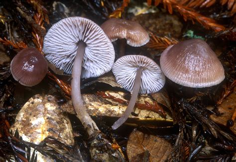 California Fungi: Mycena pura