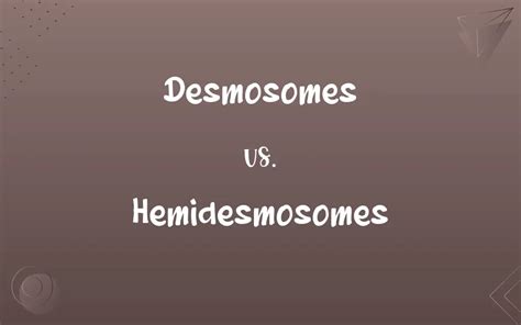 Desmosomes vs. Hemidesmosomes: Know the Difference