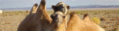 Wild Camels | The Wild Camel Protection Foundation