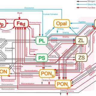 Schematic diagram of the ecosystem model. | Download Scientific Diagram