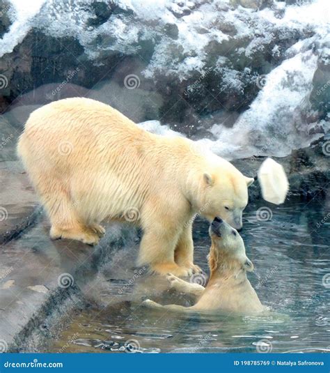 Tpolar Bear Kisses Her Bear Cub, Which Reaches Out To Her from the ...