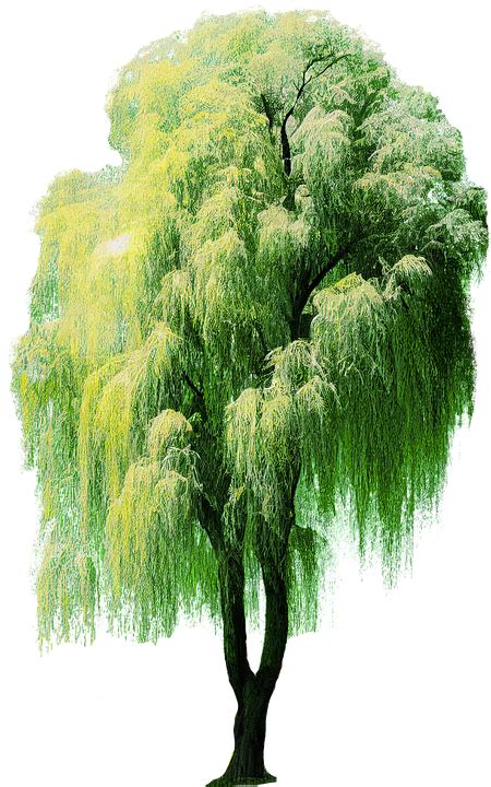 Download Ai Generated, Weeping Willow, Willow. Royalty-Free Stock ...