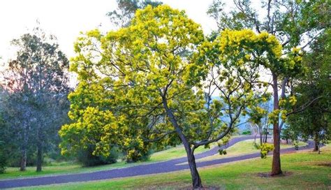 Wattle Tree Guide: How To Grow Wattle Trees | Lawn.com.au