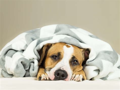 Doggie Upset Stomach – The Causes and Cures - Parkway Veterinary Center