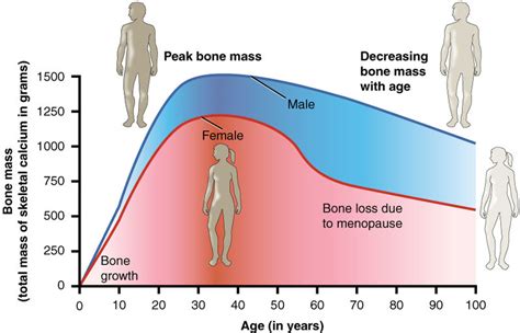 What is the Difference Between Bone Mass and Bone Density - Pediaa.Com