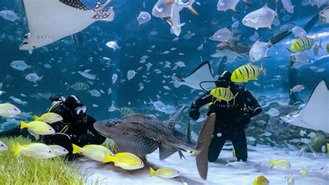 Look: Now swim with sharks at Abu Dhabi's National Aquarium - News | Khaleej Times