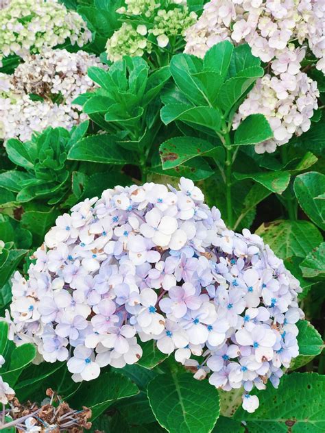 blue hydrangea flower 12697578 Stock Photo at Vecteezy