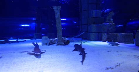 Video of a Shark Swimming in an aquarium Free Stock Video Footage ...