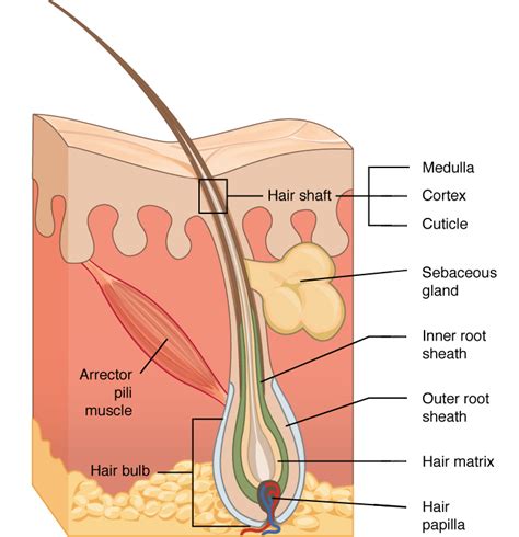Accessory Structures of the Skin | Anatomy and Physiology I