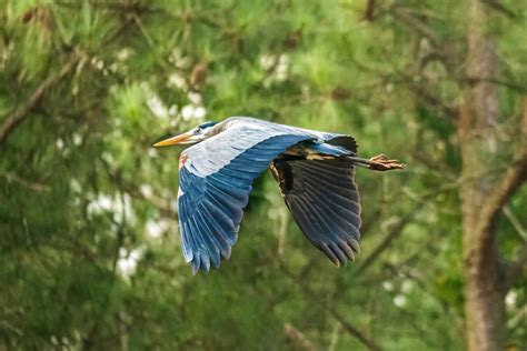 18 Different Types Of Herons With Photos & Facts