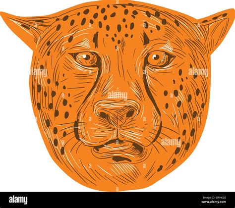 Cheetah Head Drawing Stock Vector Image & Art - Alamy