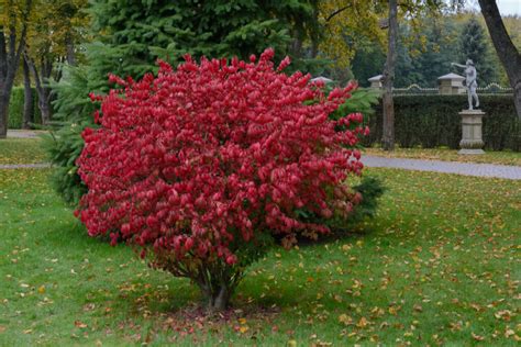 Burning bush: planting, pruning & more - Plantura