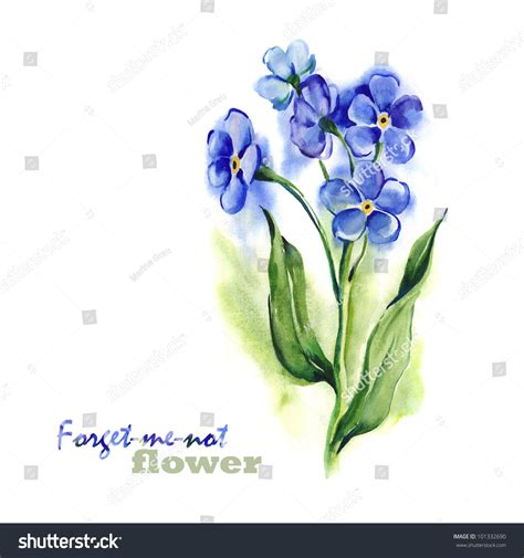 Watercolor -Forget-Me-Not- Stock Photo 101332690 : Shutterstock