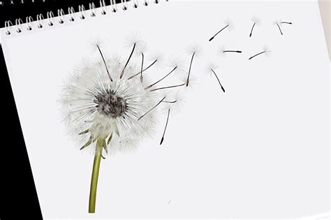 How To Draw A Dandelion Step By Step