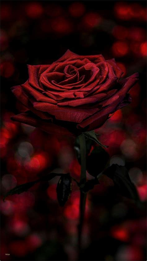 Aesthetic Black Rose Wallpapers - Wallpaper Cave