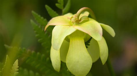 Swamp Wildflowers, Pitcher Plant | Passing By Photo