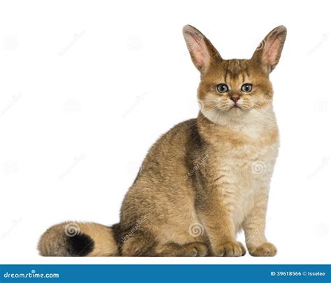 Cat with Rabbit Ears Sitting Stock Photo - Image of people, brown: 39618566