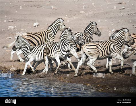 Zebra running away hi-res stock photography and images - Alamy