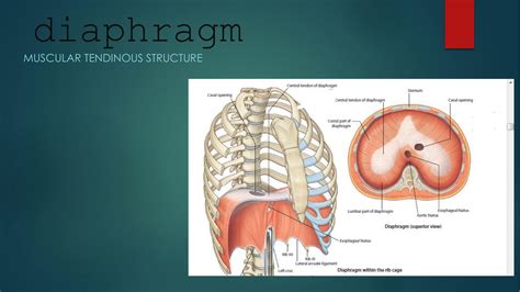 diaphragm presentation