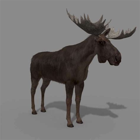 Moose - 3D Model by Virtual creator and creature