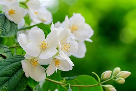 18 Beautiful Mock Orange Varieties (Philadelphus) - Petal Republic