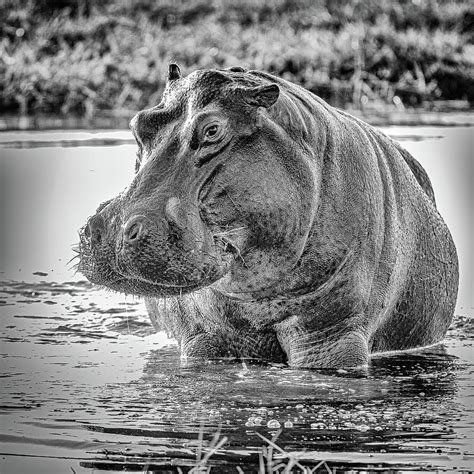 Hippo in Black and White Photograph by Gary and Donna Brewer - Pixels