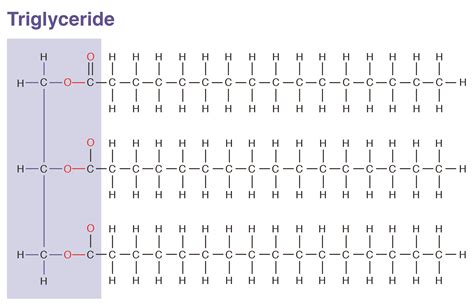 What Is The Function Of Lipids In Animals | Sitelip.org