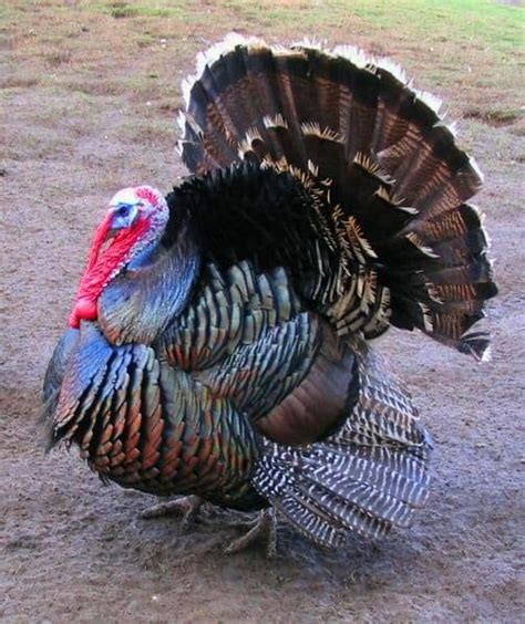 Picture 2 of 6 - Turkey (Meleagris) Pictures & Images - Animals - A-Z ...