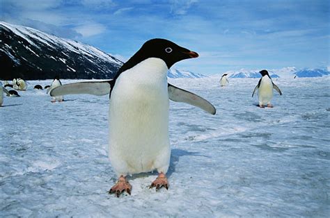 Adelie-penguins-facts