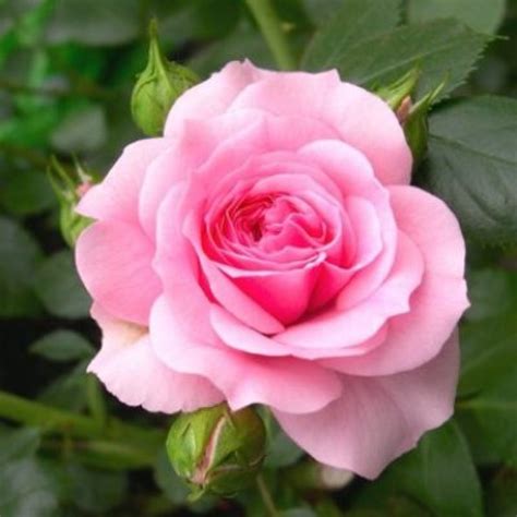 rose – Telegraph