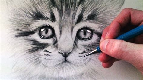 How to Draw a Kitten | Cat face drawing, Draw a cat, Pencil drawings