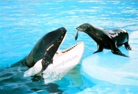 Sea lion feeding mother - animal, feed, fish, funny, picture, sea lion