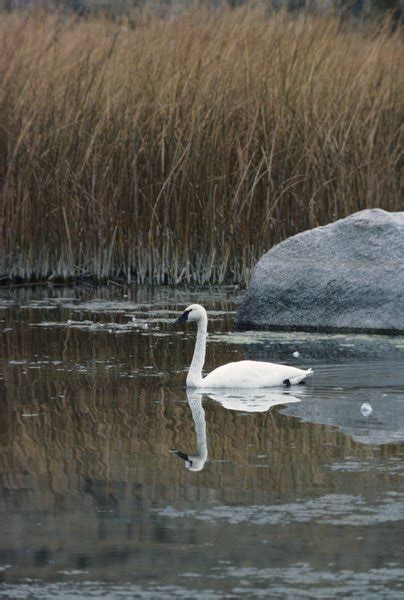 Swan Migration | Animals - mom.me