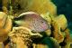 Fred Wobus Photography | Flowery Flounder