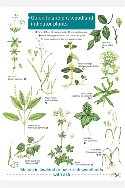 Guide to ancient woodland indicator plants - Field Studies Council fold out chart from ...