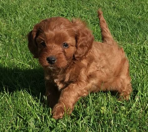 Cavapoo Puppies For Sale | New Holland, PA #309601