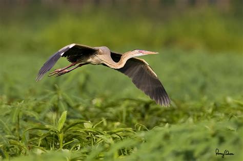 Wildlife in the Philippines