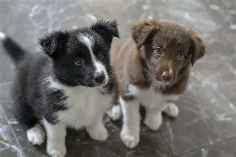 12 Border Collie Mix Dogs We’re Totally Obsessed With | Your Dog Advisor