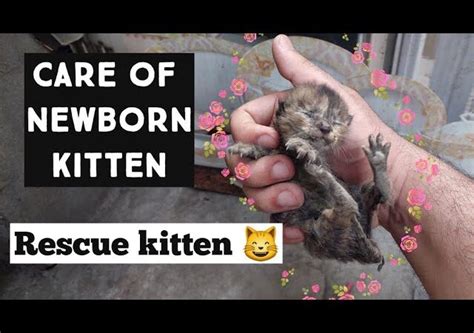 How to Care a newborn kitten – AceParents.com