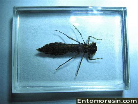 DRAGONFLY LARVAE TAXIDERMY