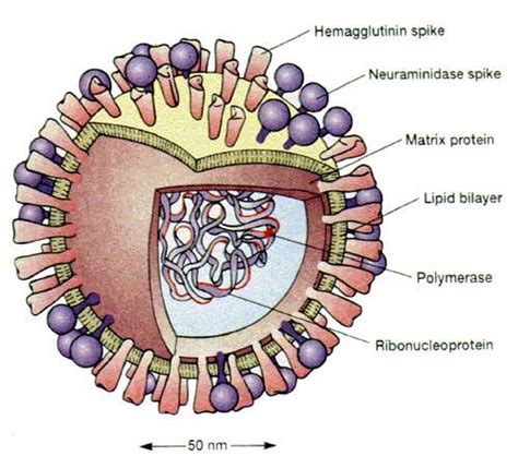 Pin on Avian Flu