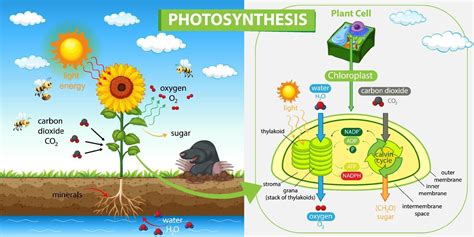 Steps Of Photosynthesis Diagram