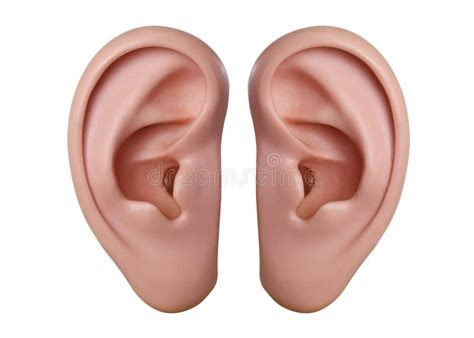 Human ears stock photo. Image of organ, isolated, auris - 28472974