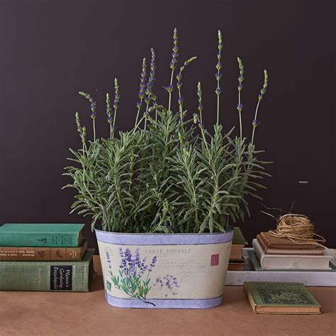 Lavender Plants Indoors