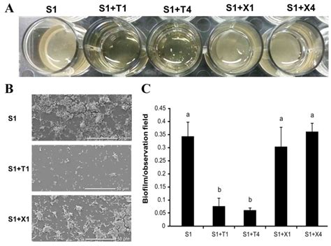 D‑Tagatose inhibits the growth and biofilm formation of Streptococcus ...