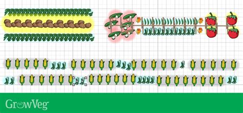 Companion Planting with Beans