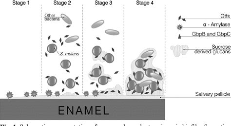 Figure 1 from Reducing dental plaque formation and caries development ...