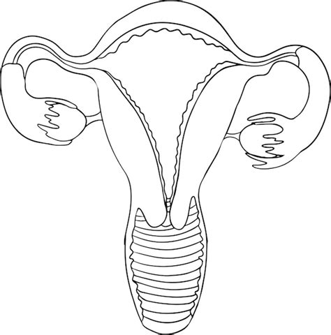 Premium Vector | Anatomical human uterus vector line icon. Hand drawn ...