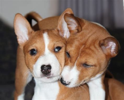 Basenji puppies go to their new homes - Basenji - Tambuzi Basenji Breeder