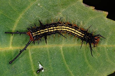 Premium Photo | Small moth larva of the Order Lepidoptera